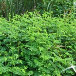 Hedge Lucerne Seeds (Desmanthus virgatus) – Dashrath / Velimasal / Dedmanthus