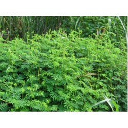 Hedge Lucerne Seeds (Desmanthus virgatus) – Dashrath / Velimasal / Dedmanthus