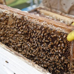 Apis Mellifera Beehive Brood Box with Bees Colony