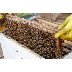 Apis Mellifera Beehive Brood Box with Bees Colony