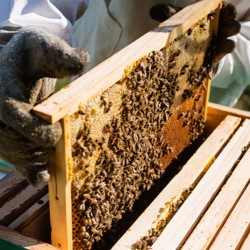 Apis Mellifera Beehive Brood Box with Bees Colony