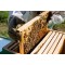 Apis Mellifera Beehive Brood Box with Bees Colony