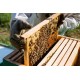 Apis Mellifera Beehive Brood Box with Bees Colony