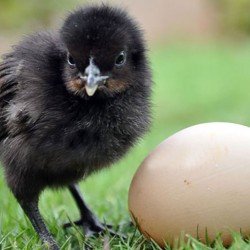 Kadaknath Chicks – Male & Female Mix (1 to 3 Days Old) | Black Meat Breed