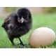 Kadaknath Chicks – Male & Female Mix (1 to 3 Days Old) | Black Meat Breed