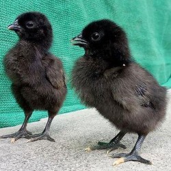 Kadaknath Chicks – Male & Female Mix (1 to 3 Days Old) | Black Meat Breed