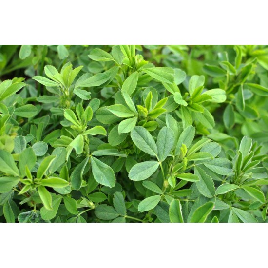 Lucerne (Alfalfa) Fodder Seeds – High Protein Green Feed for Livestock
