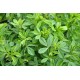 Lucerne (Alfalfa) Fodder Seeds – High Protein Green Feed for Livestock