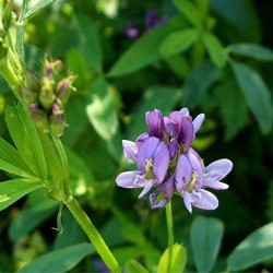 Lucerne (Alfalfa) Fodder Seeds – High Protein Green Feed for Livestock