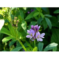 Lucerne (Alfalfa) Fodder Seeds – High Protein Green Feed for Livestock