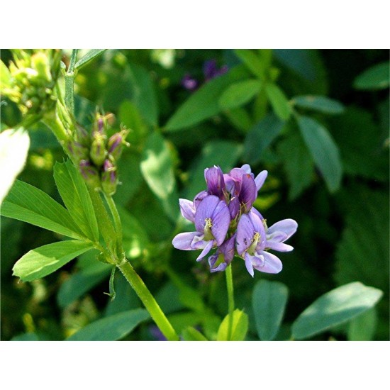 Lucerne (Alfalfa) Fodder Seeds – High Protein Green Feed for Livestock