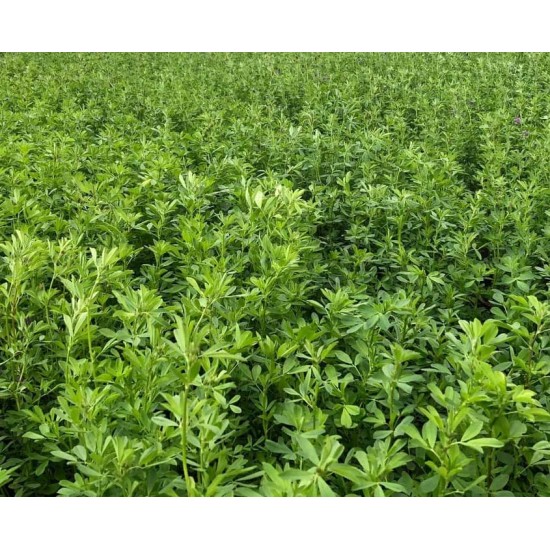 Lucerne (Alfalfa) Fodder Seeds – High Protein Green Feed for Livestock