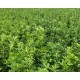 Lucerne (Alfalfa) Fodder Seeds – High Protein Green Feed for Livestock