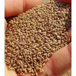 Lucerne (Alfalfa) Fodder Seeds – High Protein Green Feed for Livestock