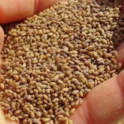 Lucerne (Alfalfa) Fodder Seeds – High Protein Green Feed for Livestock