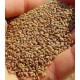 Lucerne (Alfalfa) Fodder Seeds – High Protein Green Feed for Livestock