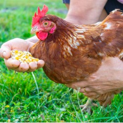 Dried Maize for Animal Feed – High Energy Grain for Livestock and Poultry