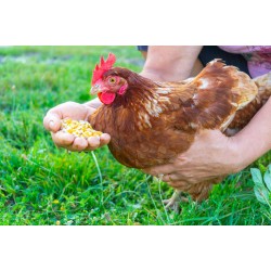 Dried Maize for Animal Feed – High Energy Grain for Livestock and Poultry