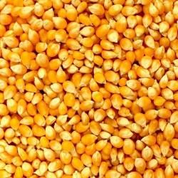 Dried Maize for Animal Feed – High Energy Grain for Livestock and Poultry