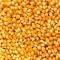 Dried Maize for Animal Feed – High Energy Grain for Livestock and Poultry