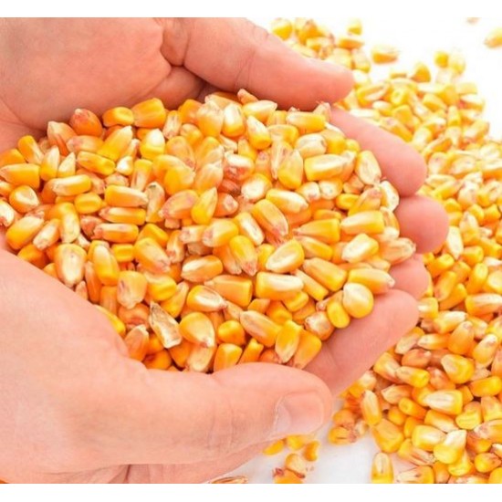 Dried Maize – Crushed for Animal Feed | Energy-Rich Feed Ingredient