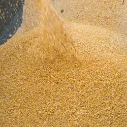 Dried Maize – Crushed for Animal Feed | Energy-Rich Feed Ingredient