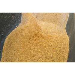 Dried Maize – Crushed for Animal Feed | Energy-Rich Feed Ingredient