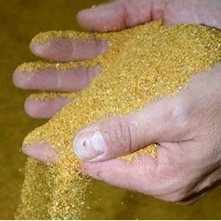 Dried Maize – Crushed for Animal Feed | Energy-Rich Feed Ingredient