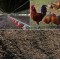 Shazam’s Chicken Manure Fertilizer - 5Kg | Nutrient-Rich Soil Enhancer for Gardens