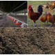 Shazam’s Chicken Manure Fertilizer - 5Kg | Nutrient-Rich Soil Enhancer for Gardens