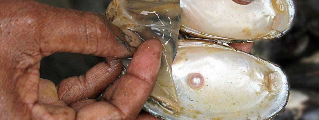Pearl Farming in India: Opportunities, Challenges, Costs & Profit Margins Pearl Farming in India: Opportunities, Challenges, Costs & Profit Margins