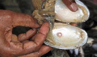 Pearl Farming in India: Opportunities, Challenges, Costs & Profit Margins
