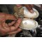 Pearl Farming Clams – Live Grafted (Ready-to-Harvest Freshwater Clams) No Live Arrival Guarantee