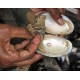 Pearl Farming Clams – Live Grafted (Ready-to-Harvest Freshwater Clams) No Live Arrival Guarantee