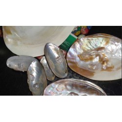 Pearl Farming Clams – Live Grafted (Ready-to-Harvest Freshwater Clams) No Live Arrival Guarantee