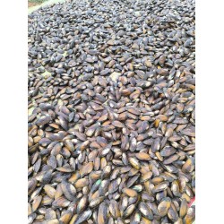 Pearl Clam Feed – High Protein Diet for Pearl Farming Clams, 1kg