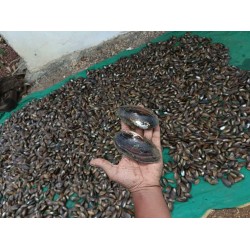 Pearl Farming Clams – Ungrafted (Live Freshwater Clams)