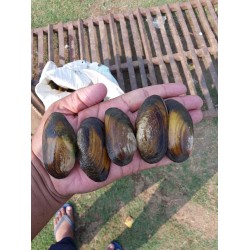 Pearl Farming Clams – Ungrafted (Live Freshwater Clams)