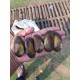Pearl Farming Clams – Ungrafted (Live Freshwater Clams)
