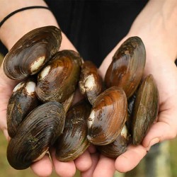 Pearl Farming Starter Kit – Complete Setup for Beginners