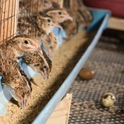 Quail Feed Starter Chick Mash (0–3 Weeks)