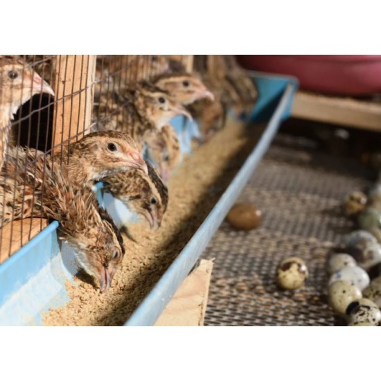 Quail Feed Starter Chick Mash (0–3 Weeks)