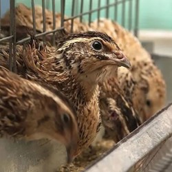 Quail Feed Starter Layer Mash (6 Weeks and Older)