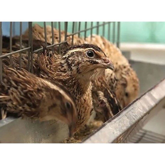 Quail Feed Starter Layer Mash (6 Weeks and Older)