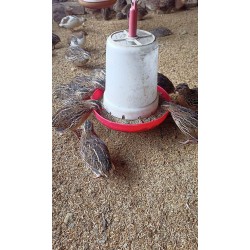 Quail Grower Feed (4–6 Weeks) | High Nutrition Mash – Shazam Farms
