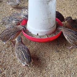 Quail Grower Feed (4–6 Weeks) | High Nutrition Mash – Shazam Farms