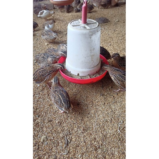 Quail Grower Feed (4–6 Weeks) | High Nutrition Mash – Shazam Farms