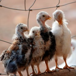 21-Day RIR Female Chicks – Brooded & Vaccinated (Egg-Laying Breed)