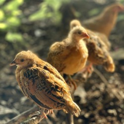 21-Day-Old RIR Male Chicks – Meat Breed (Fully Brooded & Vaccinated)