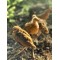 21-Day-Old RIR Male Chicks – Meat Breed (Fully Brooded & Vaccinated)